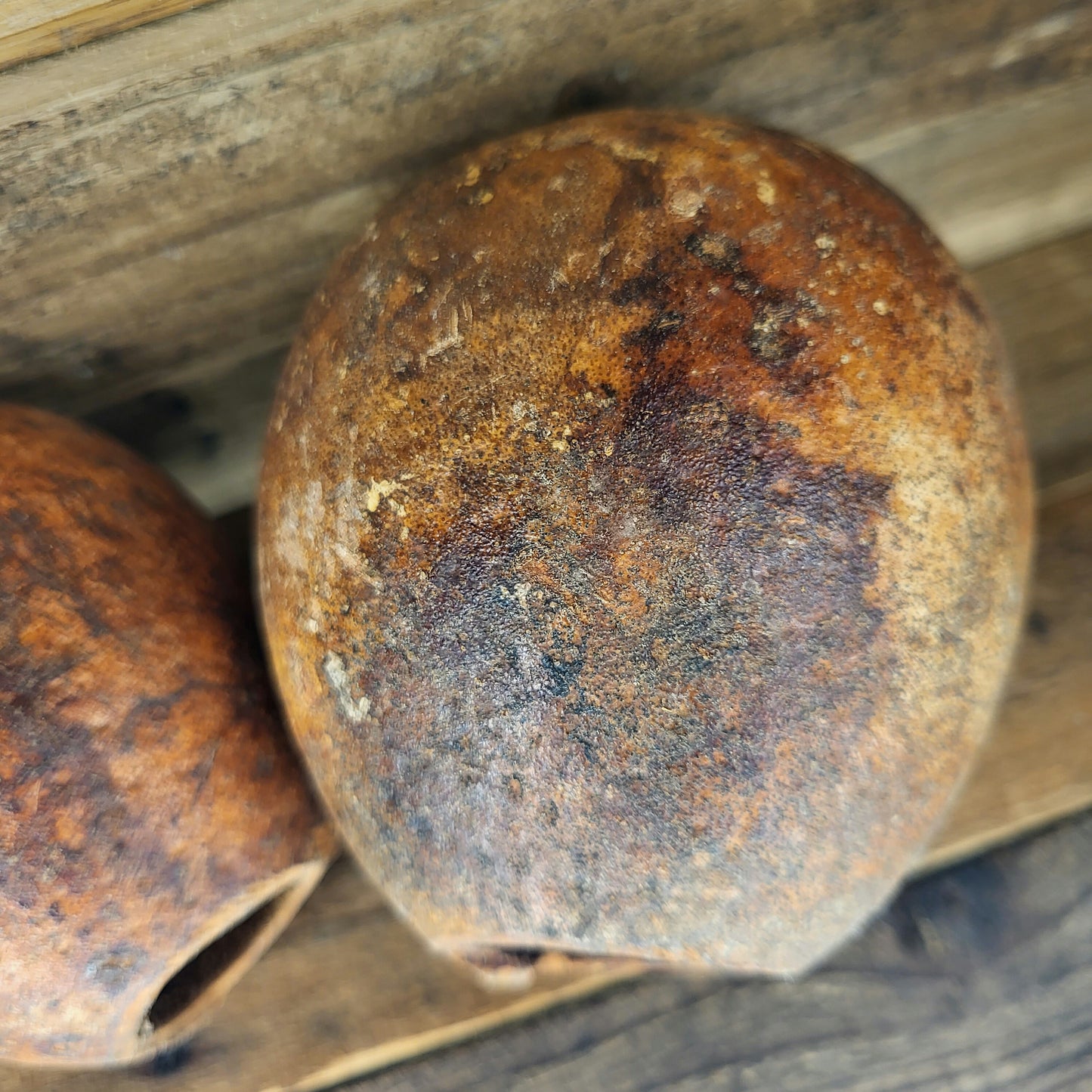 Wood Apple/Holzapfel