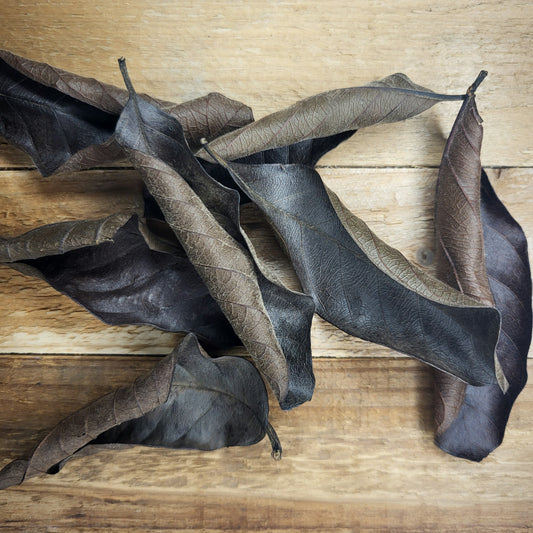 Guaveblätter Schwarz