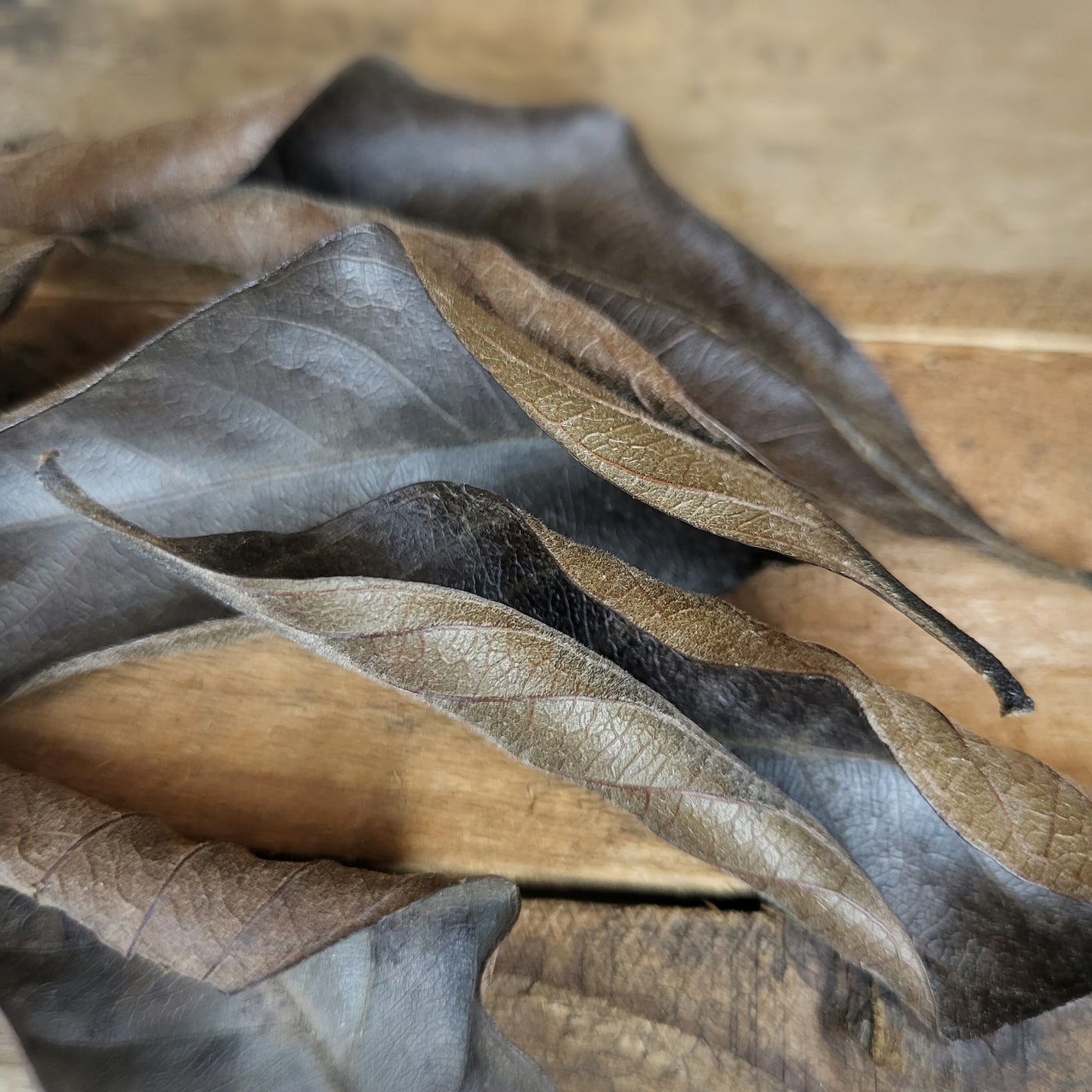 Guaveblätter Schwarz