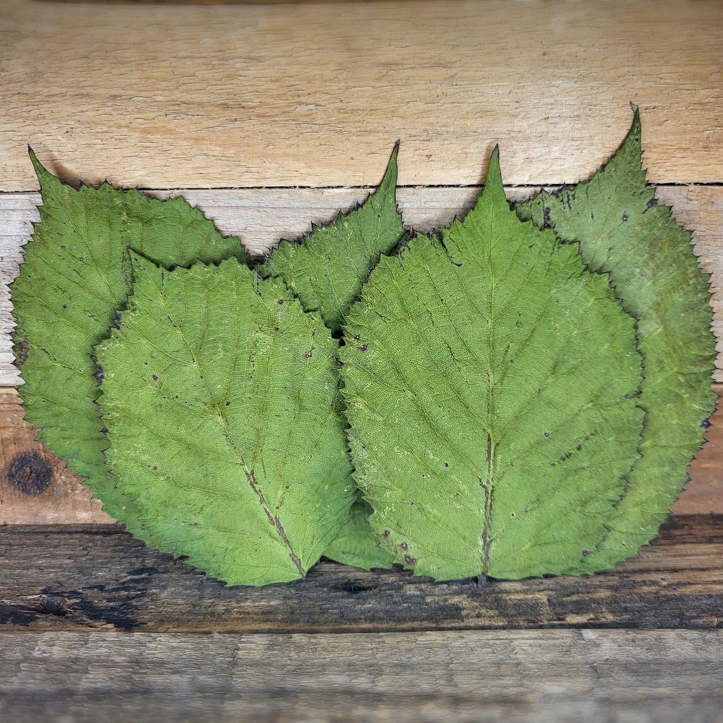 Blackberry leaves