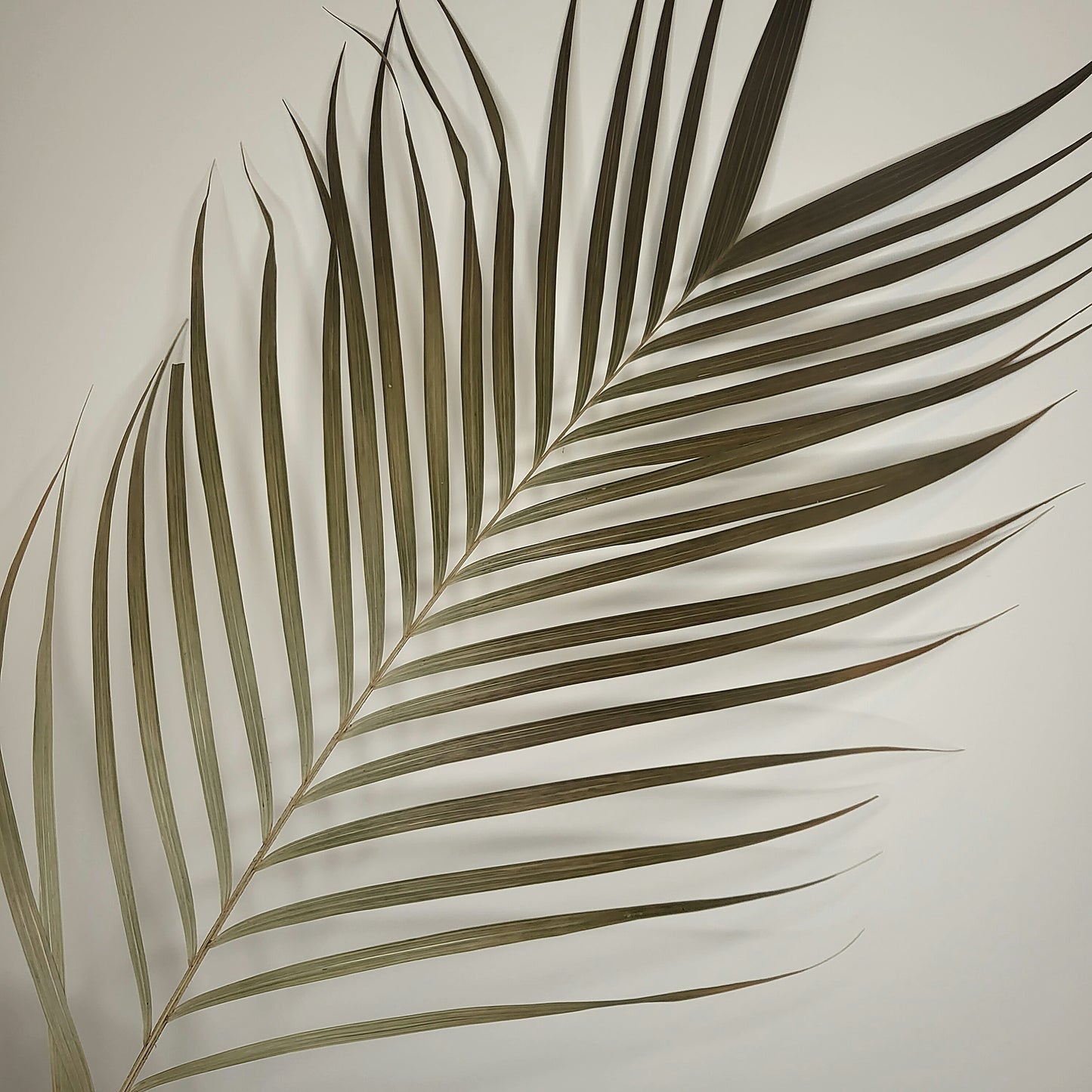 Areca palm leaves (90cm)