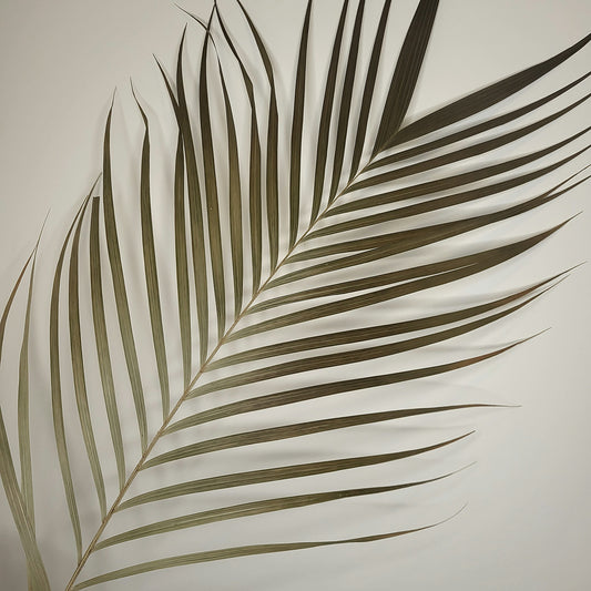 Areca Palmenblätter (90cm)