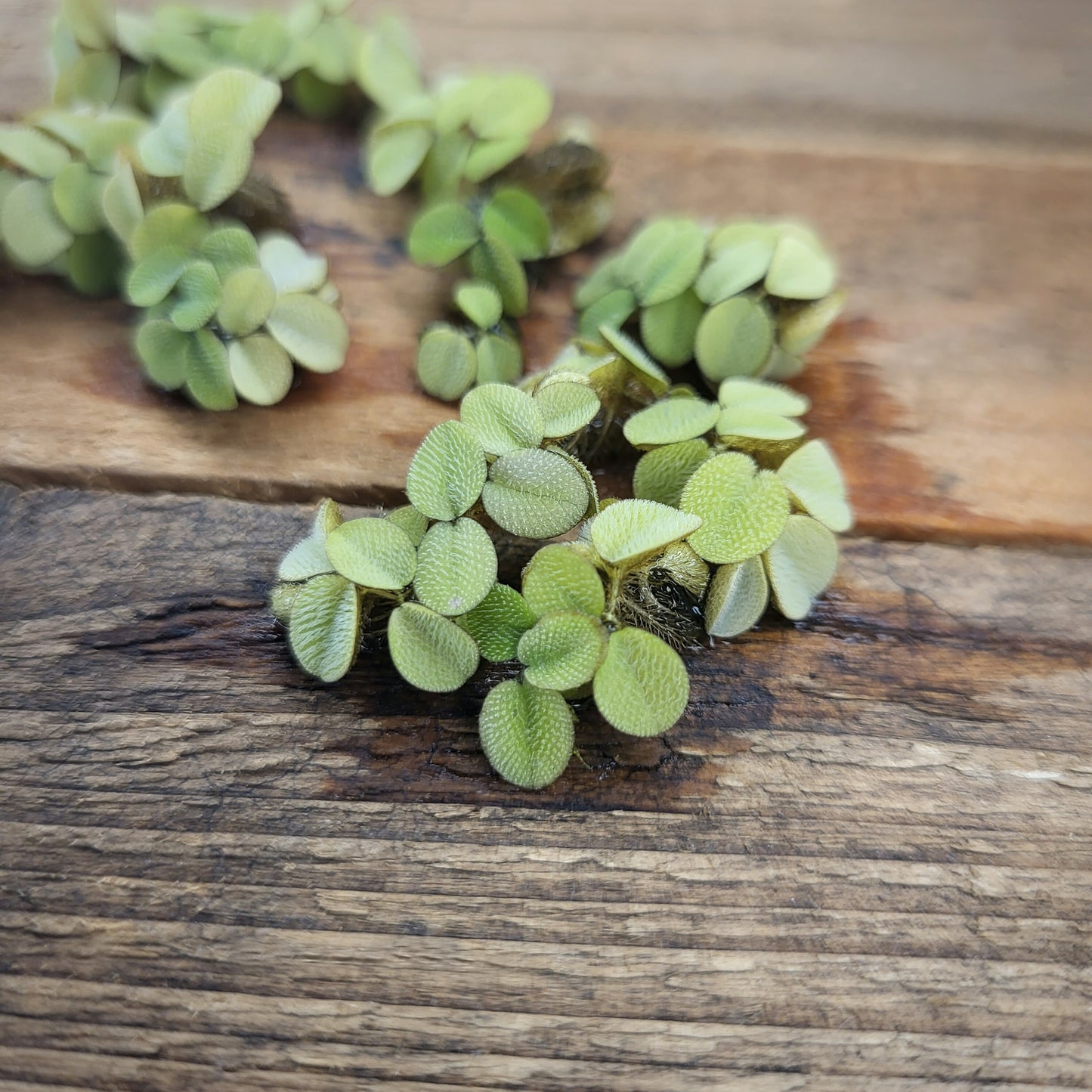 Kleiner Büschelfarn - Salvinia minima