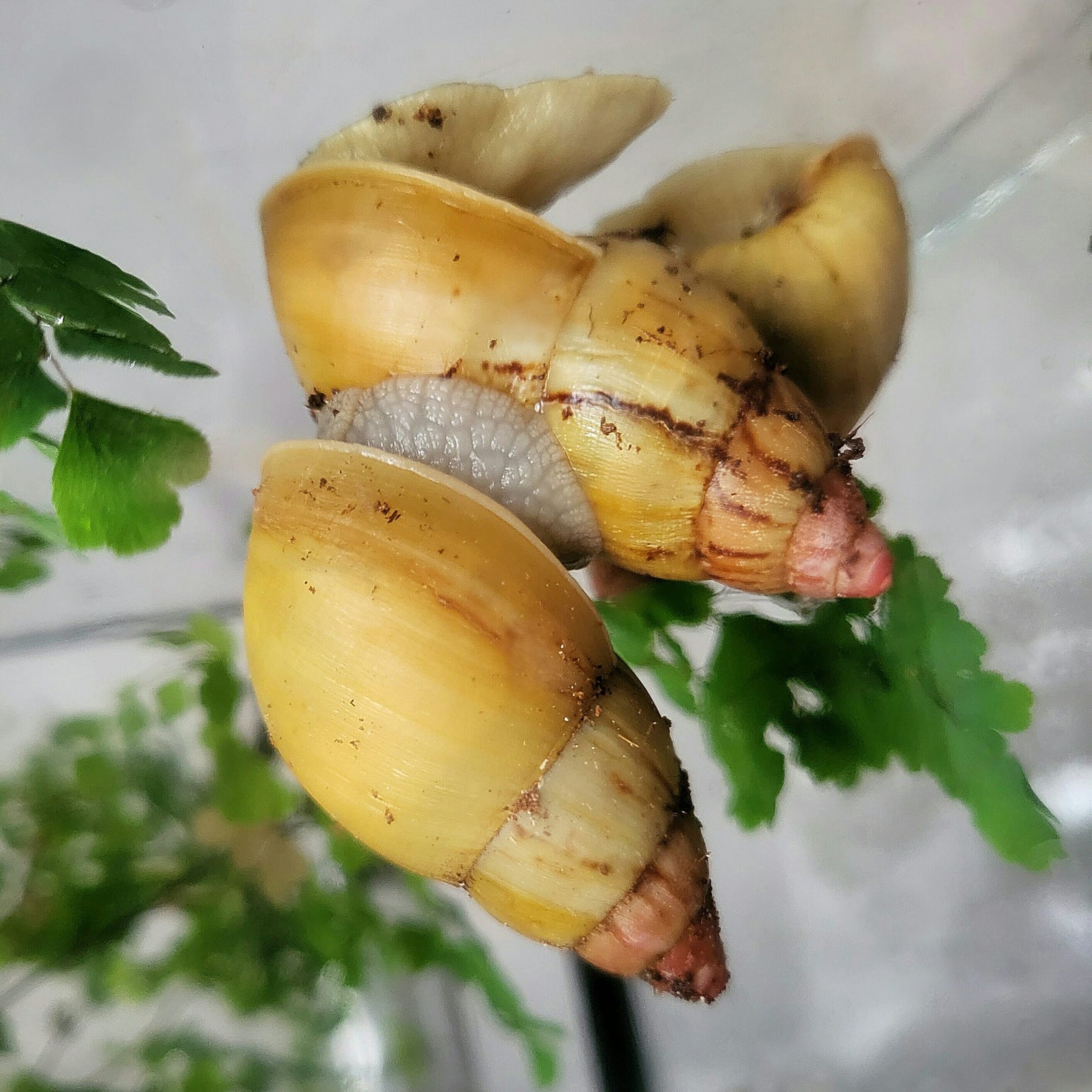 Lissachatina Zanzibarica Pink Top