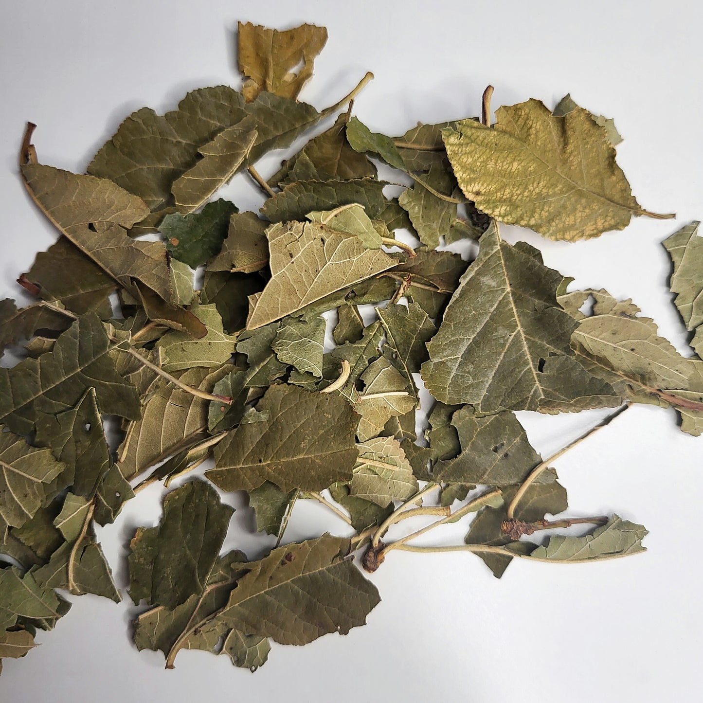 Zwetschgenblätter Grün