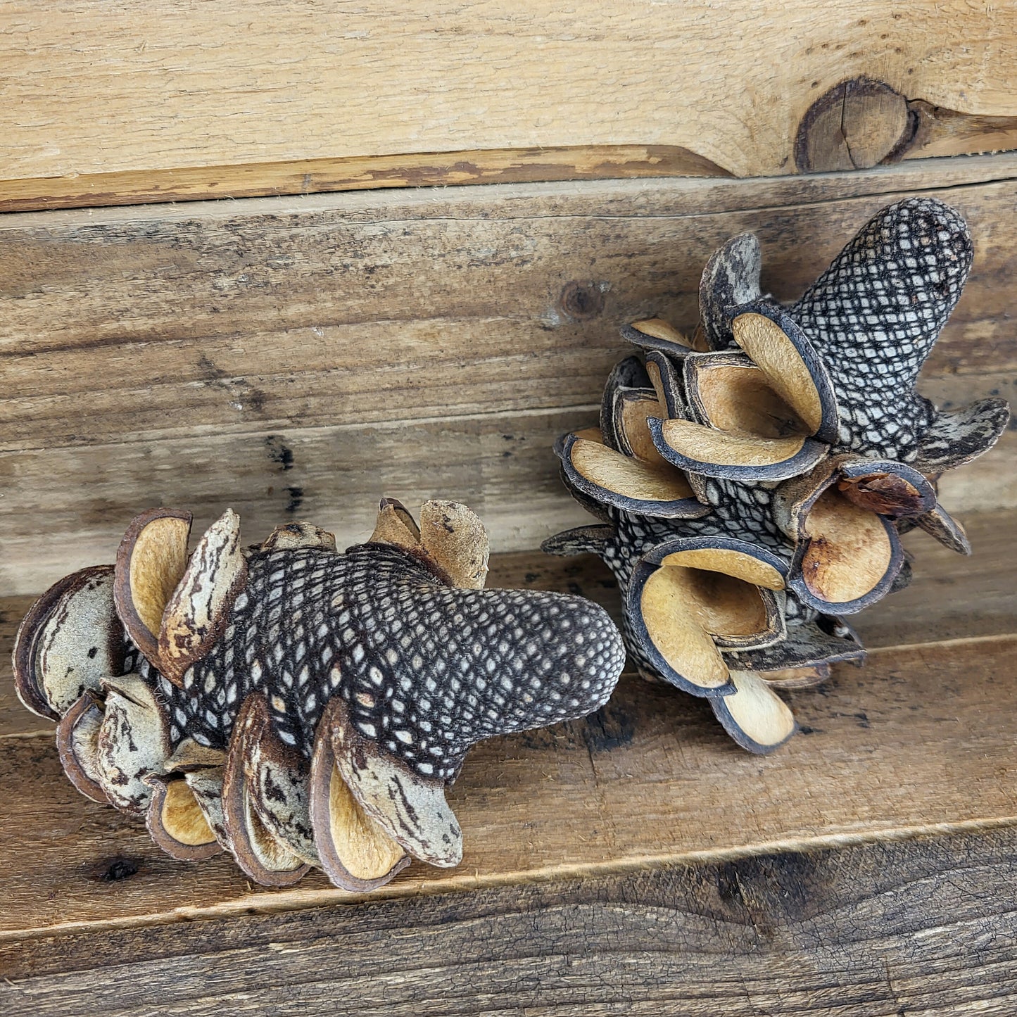 Banksia Menziesii Zapfen