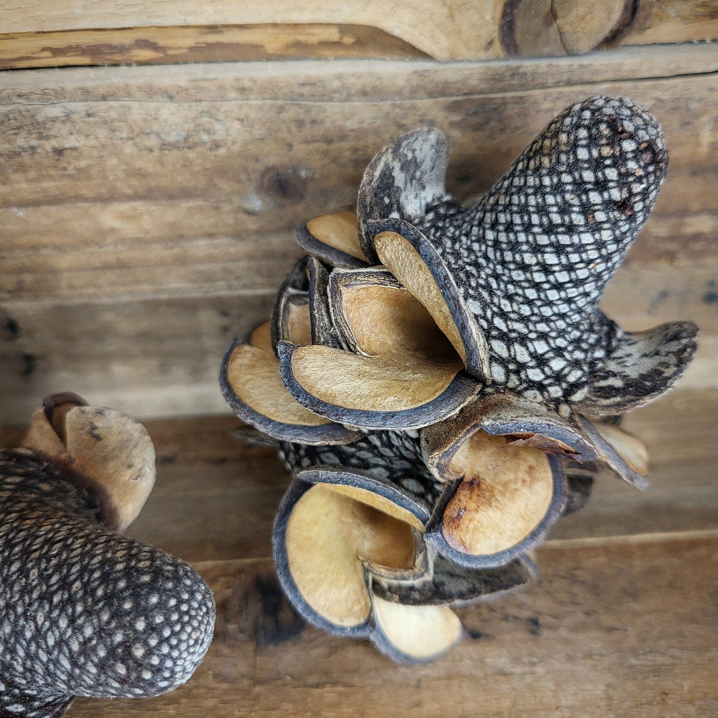 Banksia Menziesii Zapfen