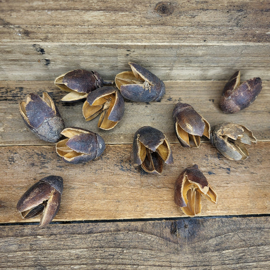 Bakuli-Früchte (3 Stk.)