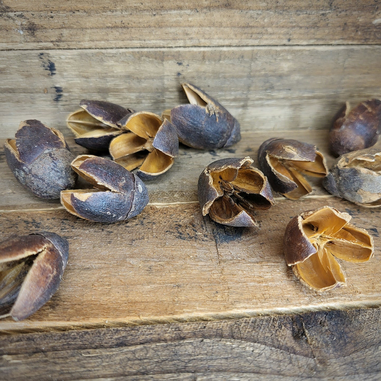 Bakuli-Früchte (3 Stk.)