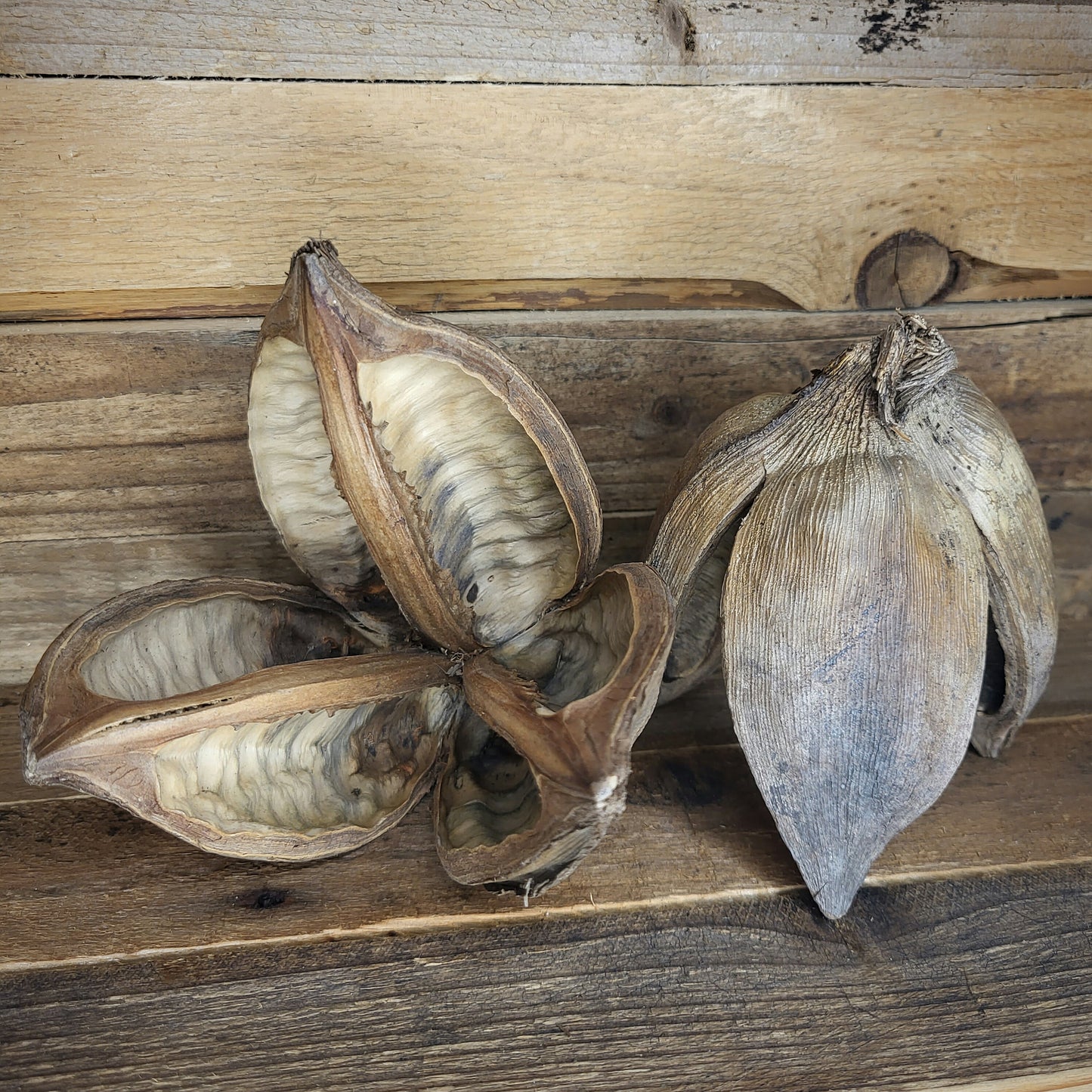 Sororoca Palmenfrucht