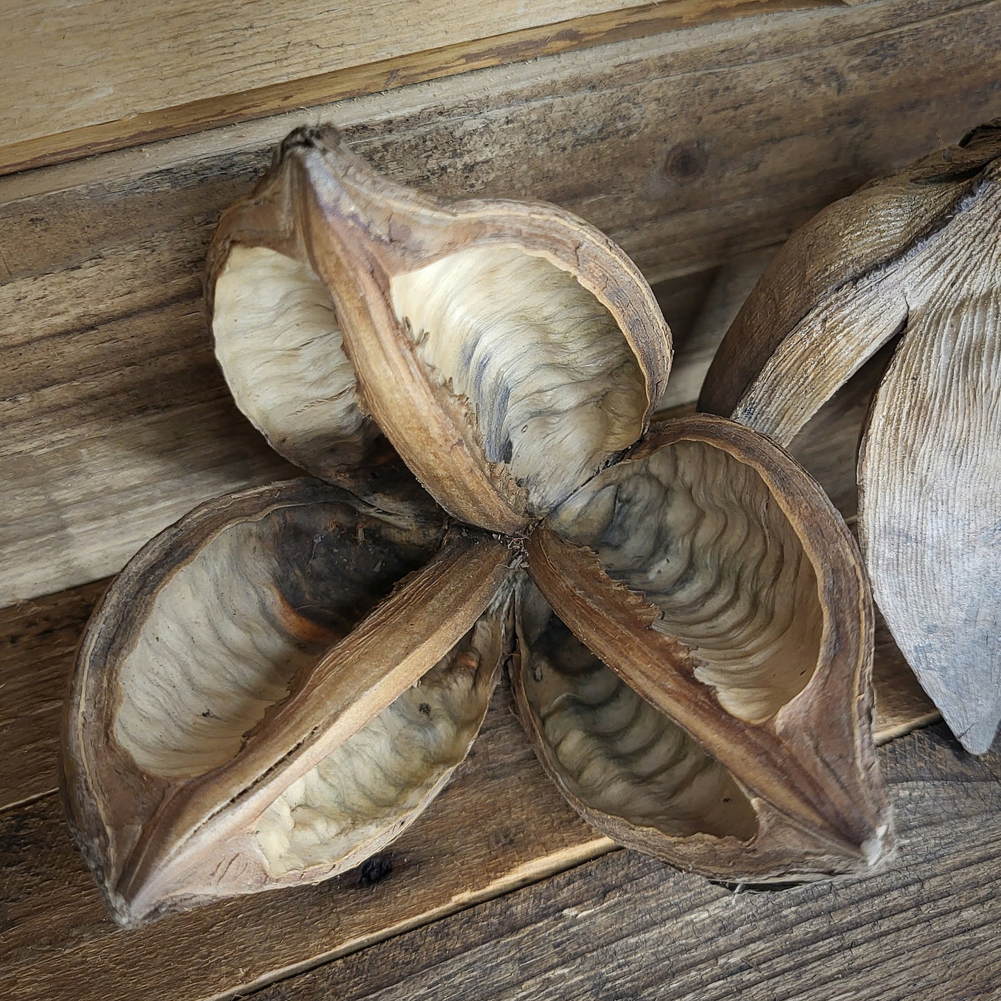 Sororoca Palmenfrucht