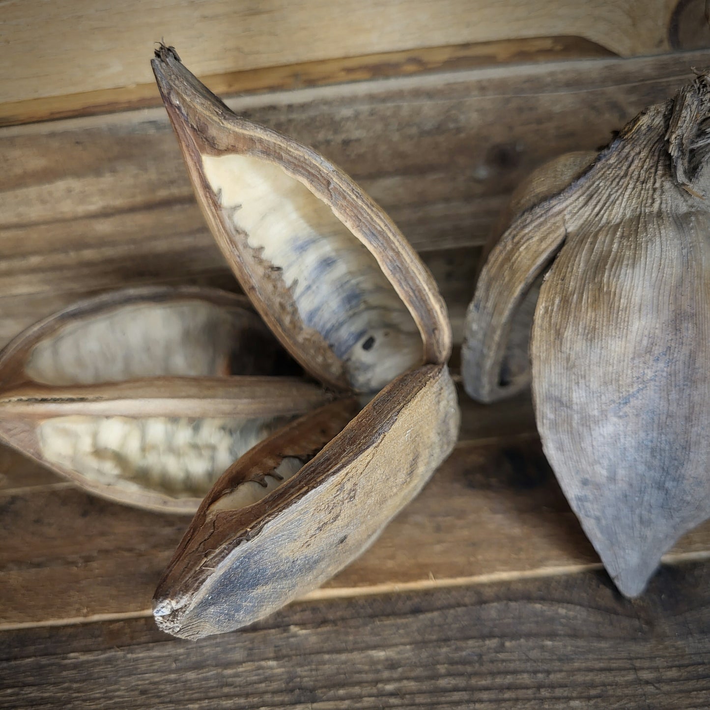 Sororoca Palmenfrucht