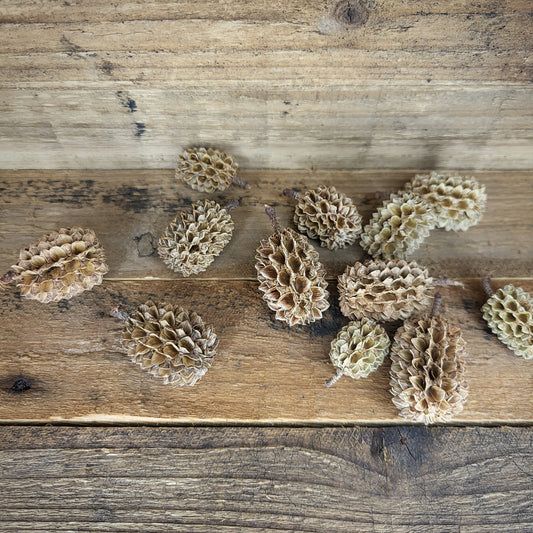 Kasuarinen Zapfen (50 g)