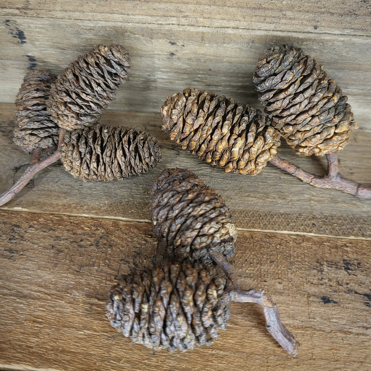 Erlenzapfen XL (50 g)