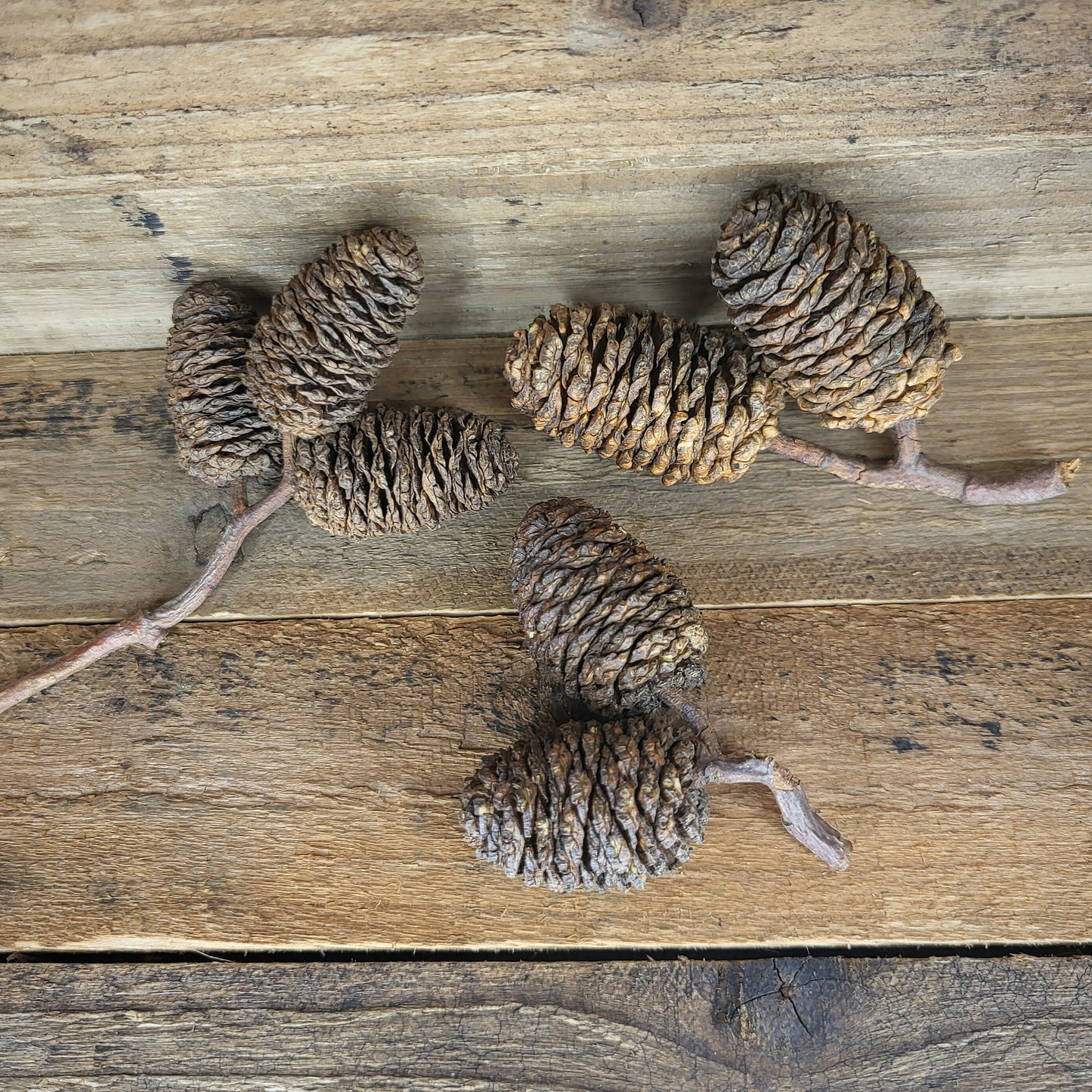 Erlenzapfen XL (50 g)