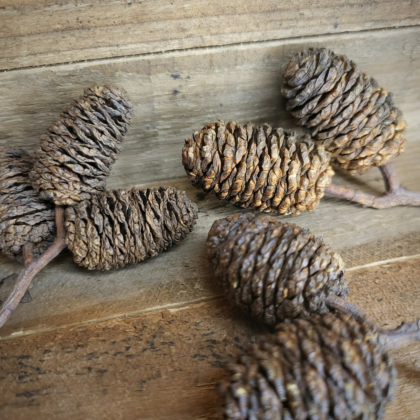 Erlenzapfen XL (50 g)