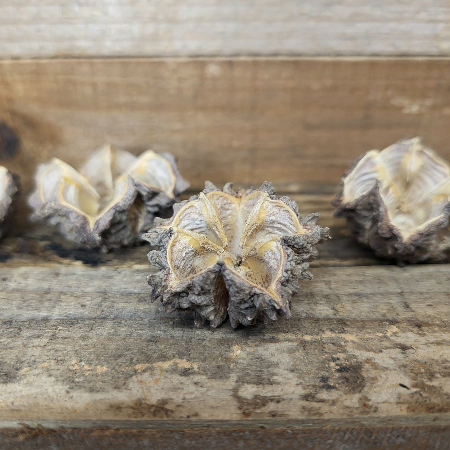 Mamoninha Kapseln (5 Stk.)