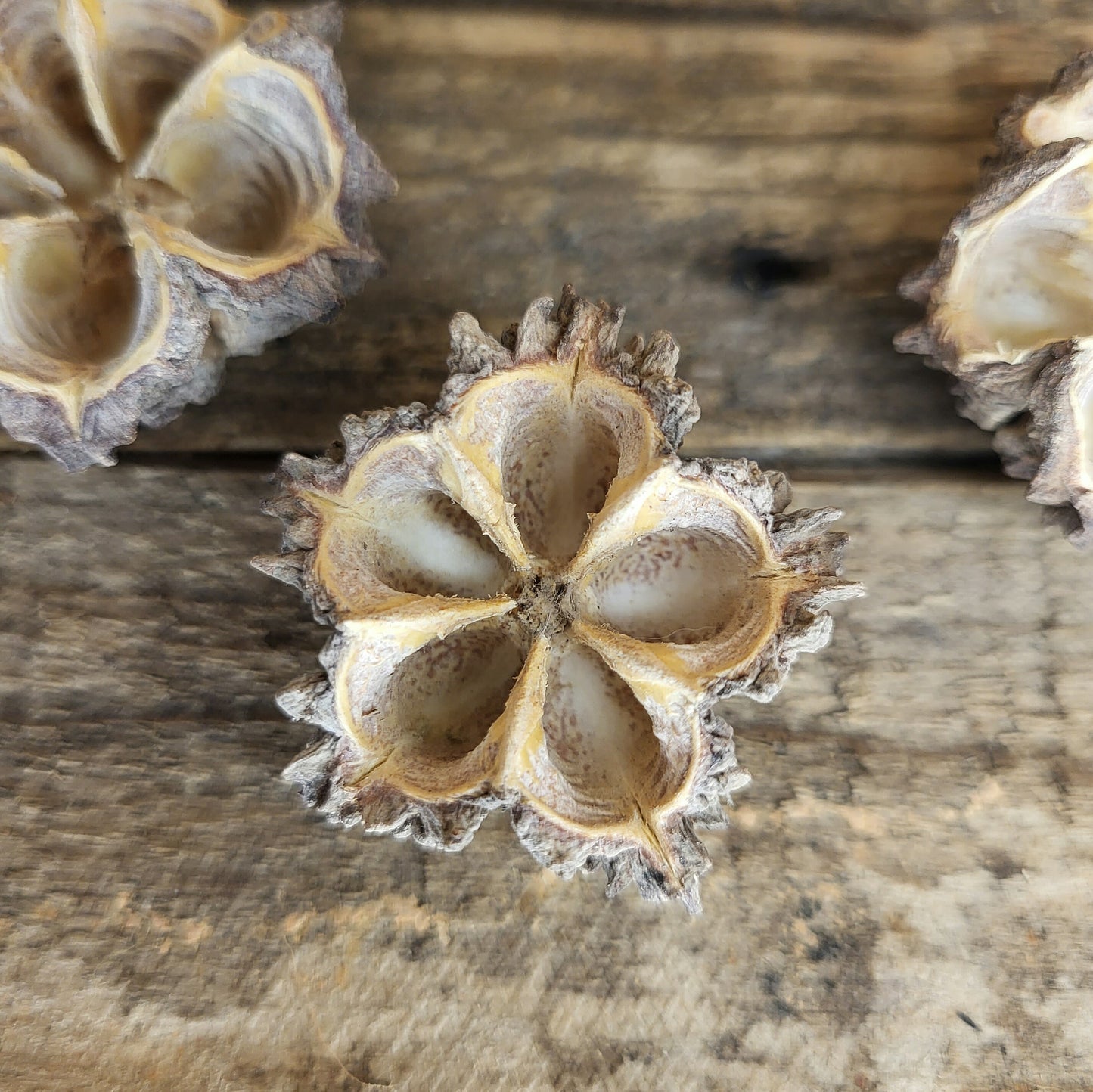 Mamoninha Kapseln (5 Stk.)