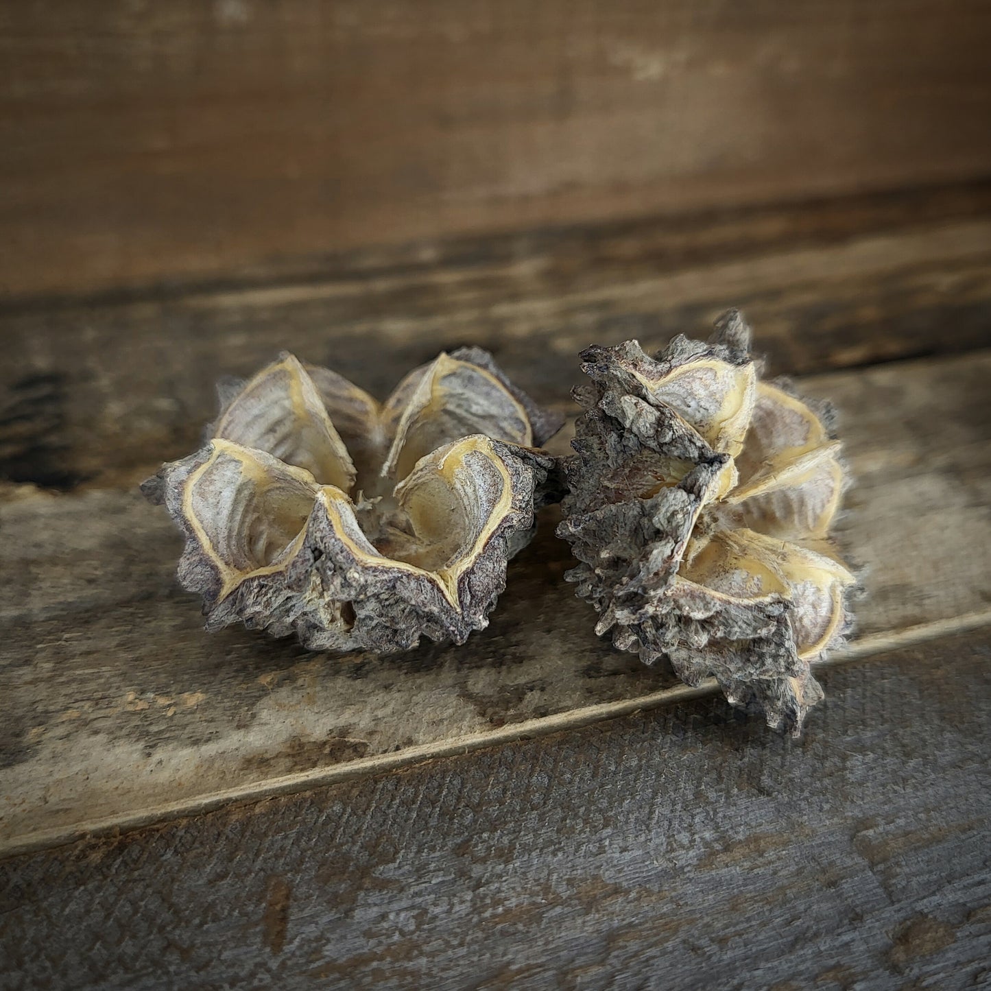 Mamoninha Kapseln (5 Stk.)