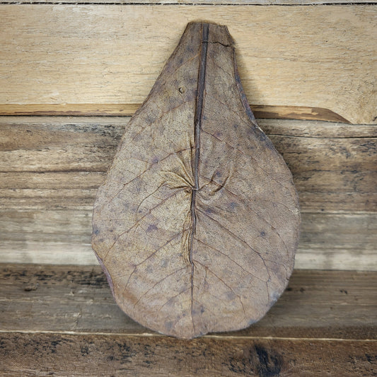 Seemandelbaumblätter M