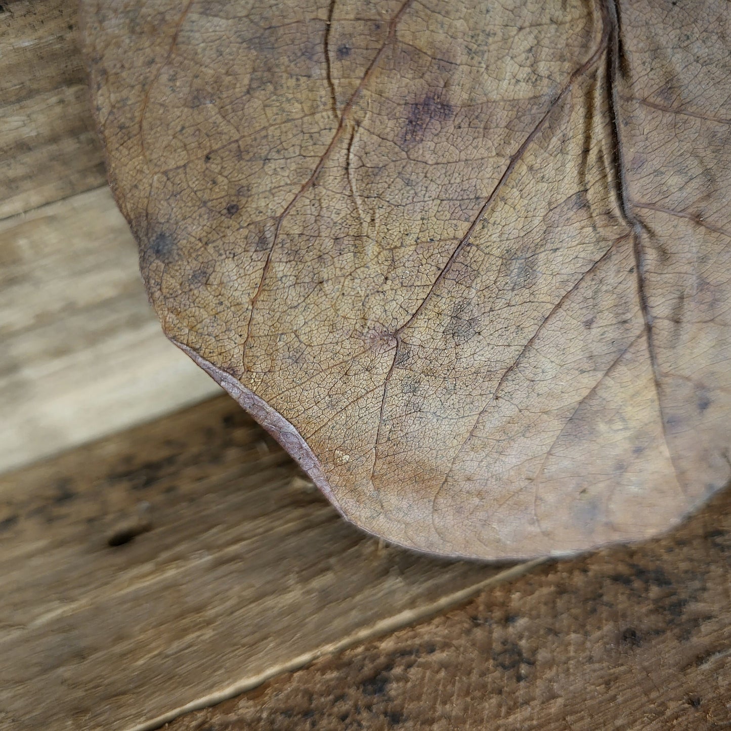 Seemandelbaumblätter M