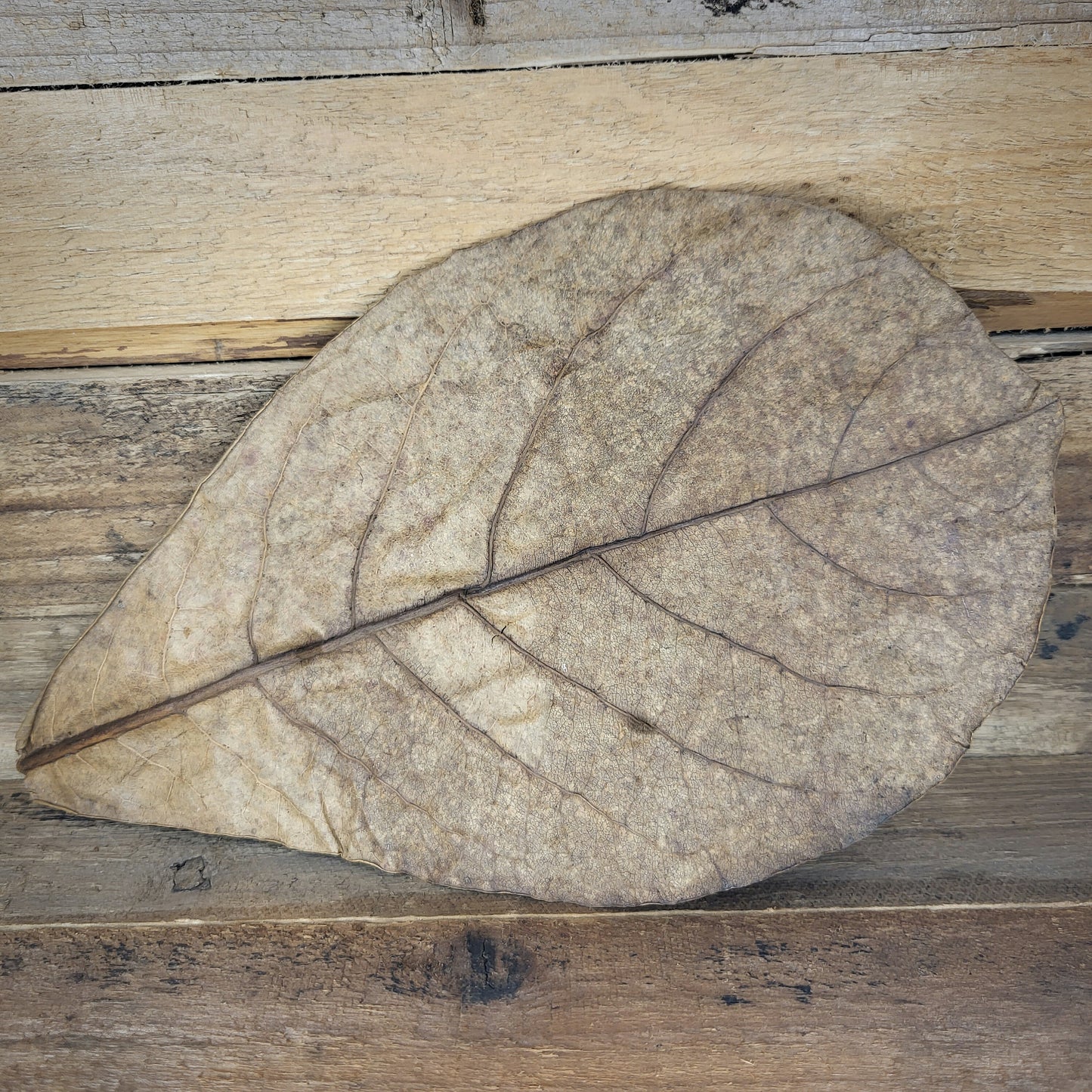 Seemandelbaumblätter XL