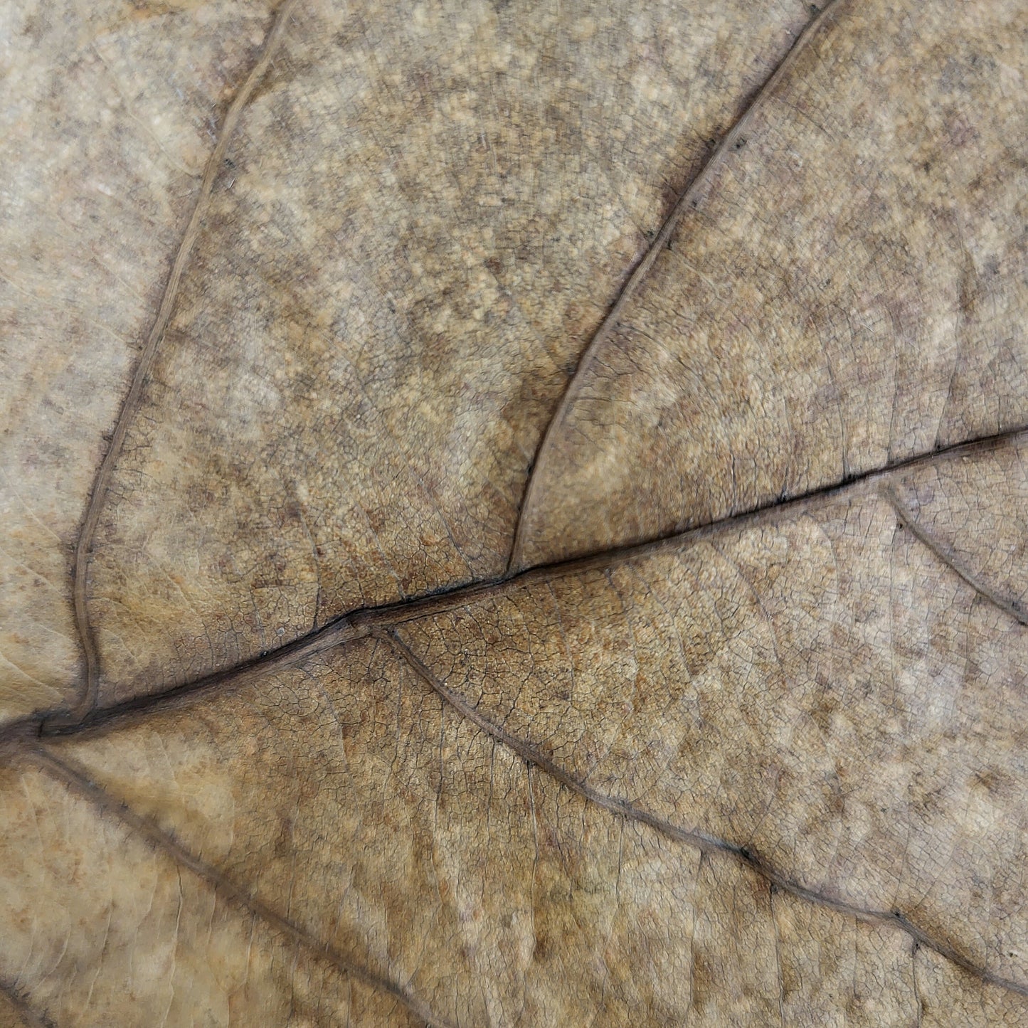 Seemandelbaumblätter XL