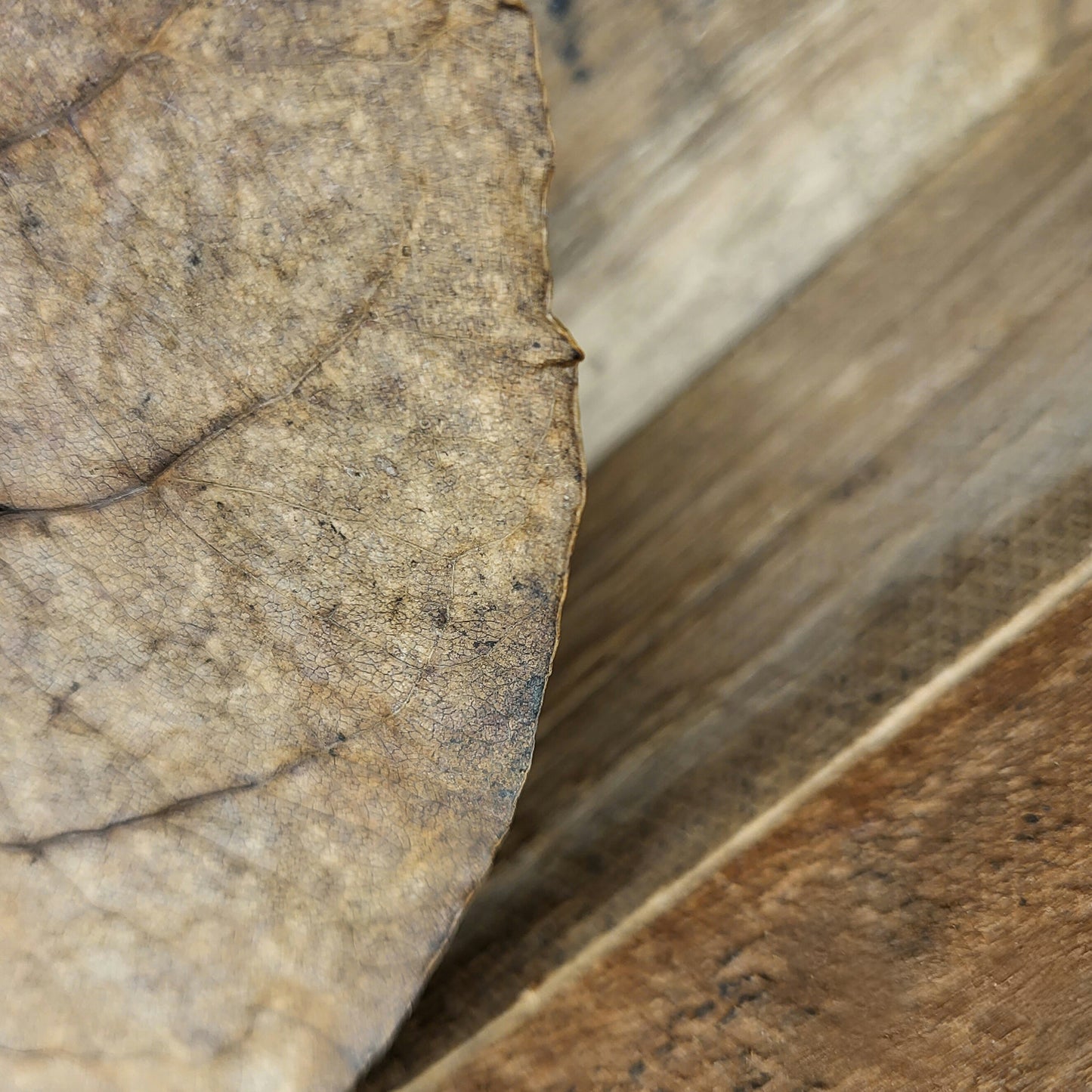 Seemandelbaumblätter XL