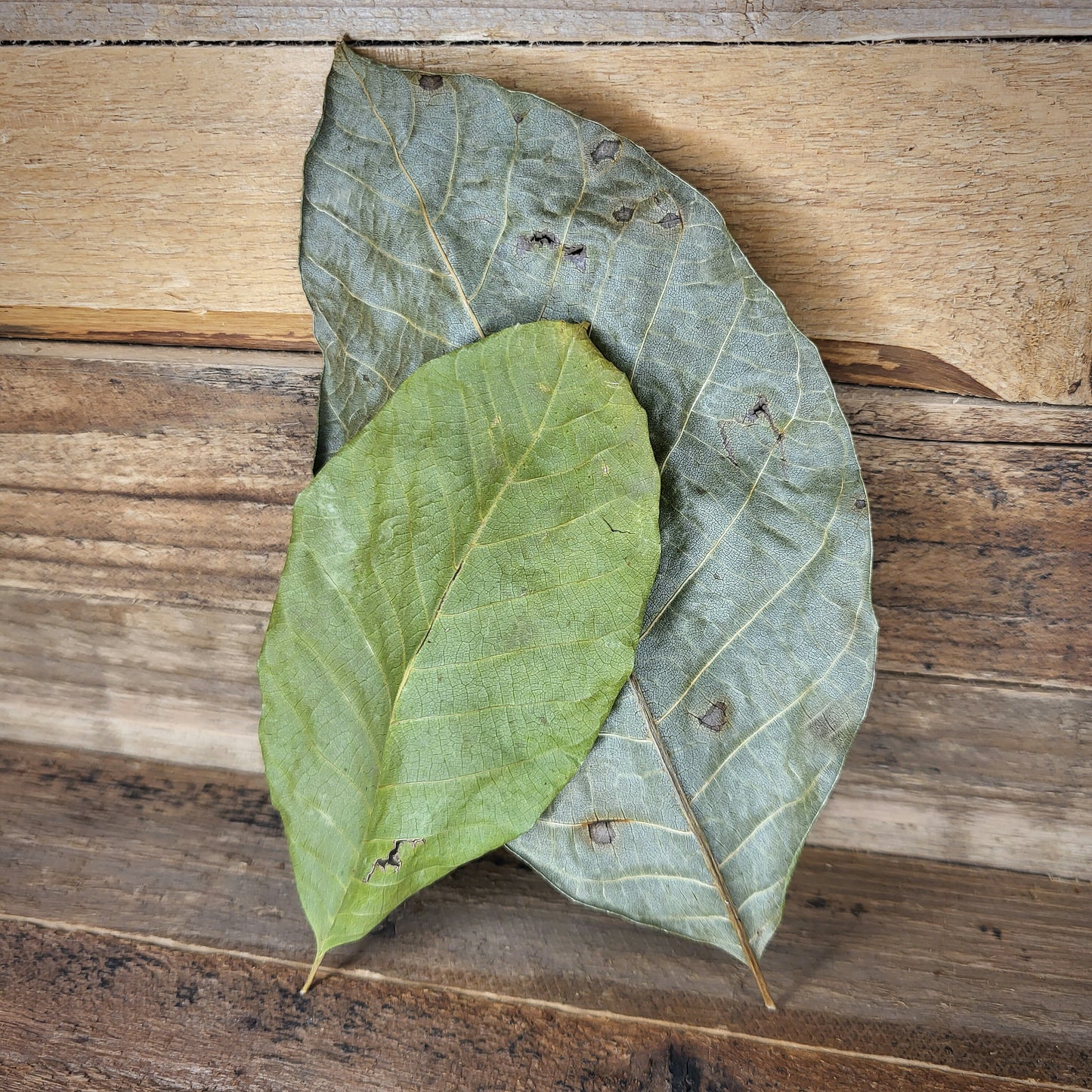 Walnussblätter grün