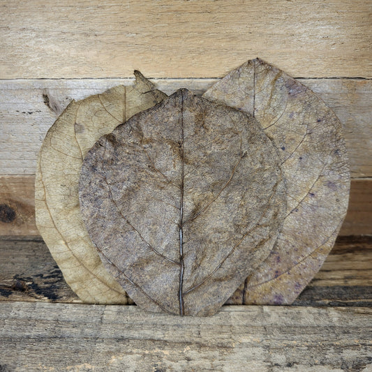 Seemandelbaumblätter Nano