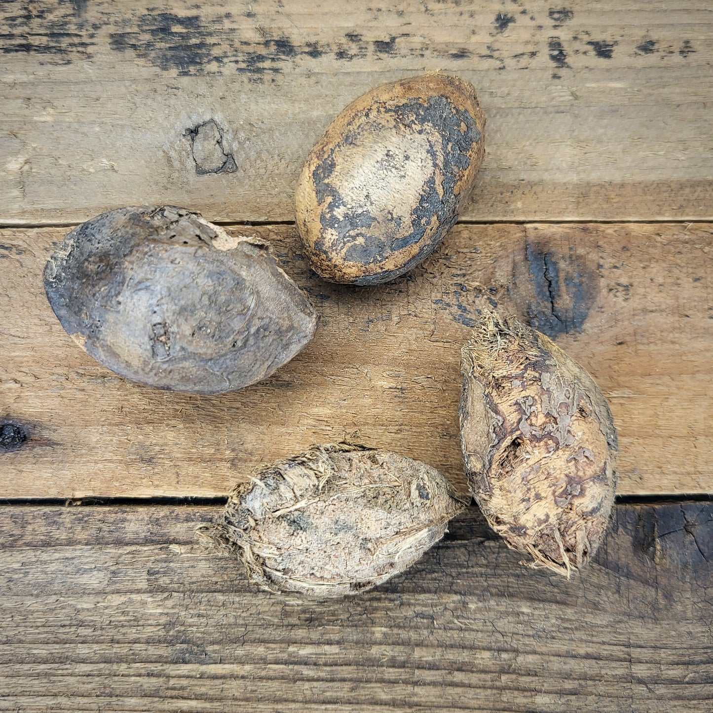 Seemandelbaum Saatmandel