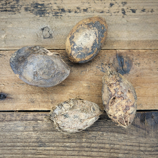 Seemandelbaum Saatmandel