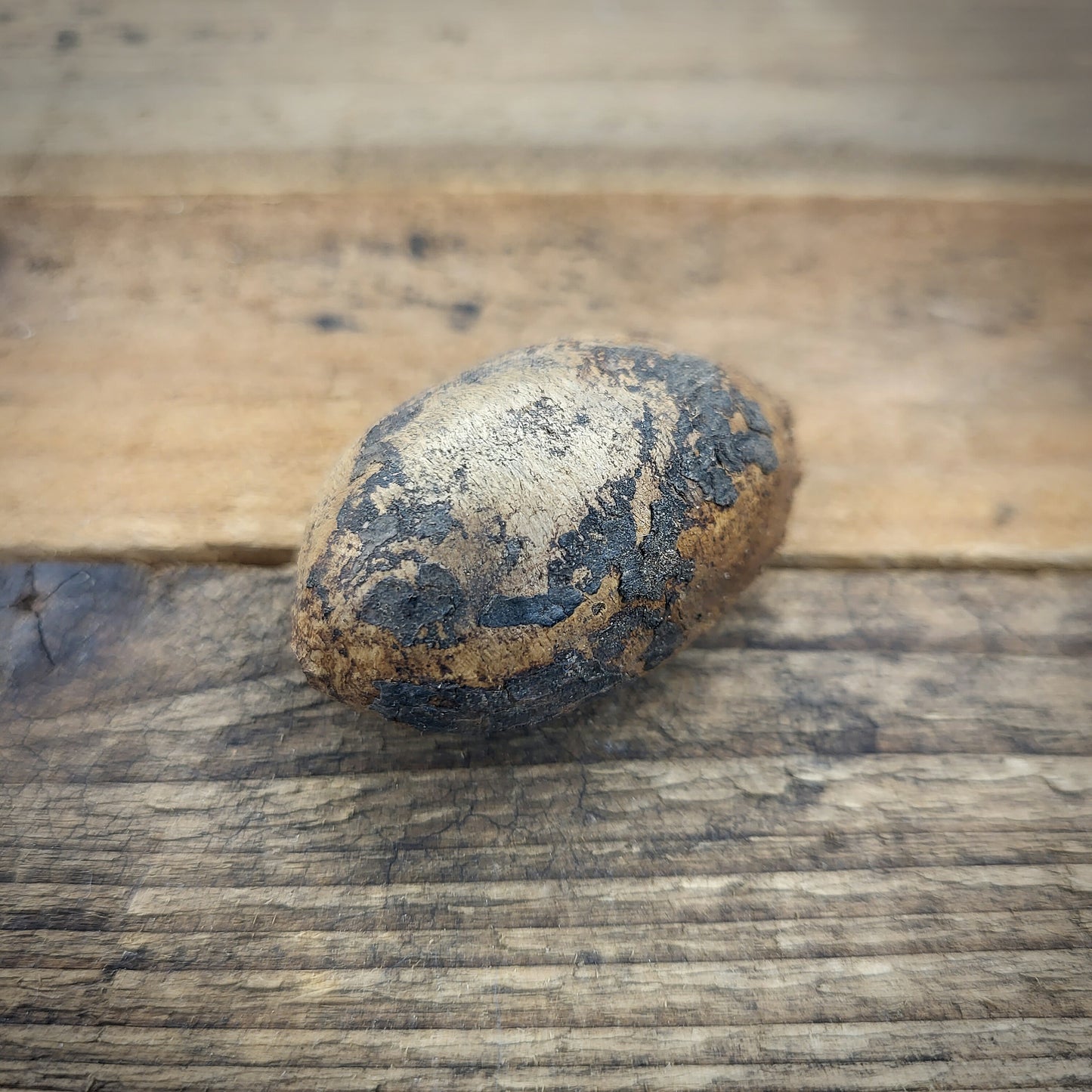 Seemandelbaum Saatmandel