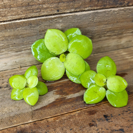 Südamerikanischer Froschbiss - Limnobium laevigatum