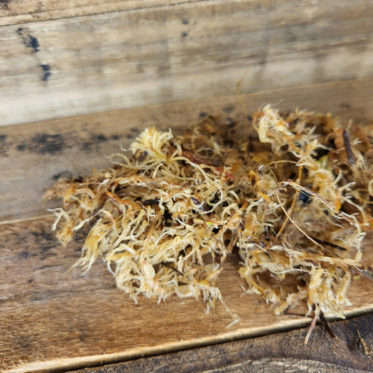 Sphagnum Moos lebend