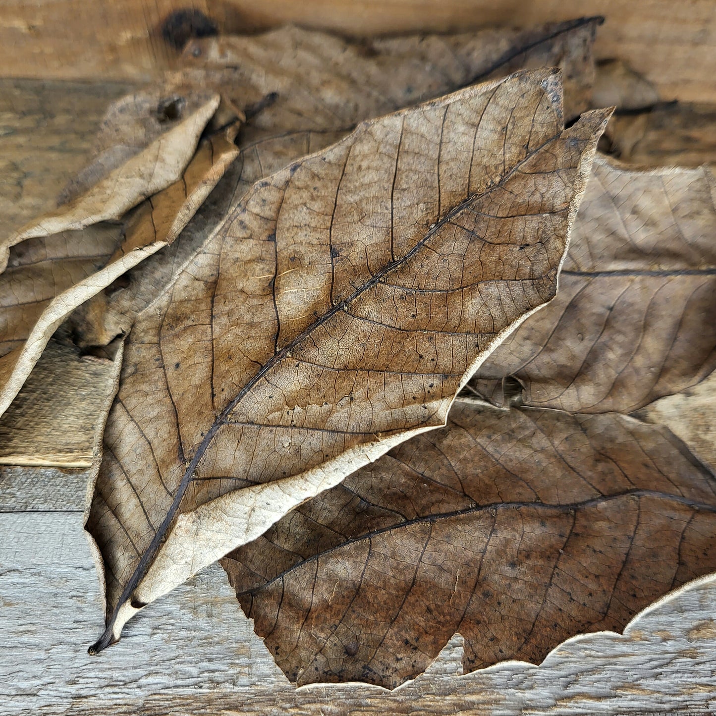 Walnussblätter braun