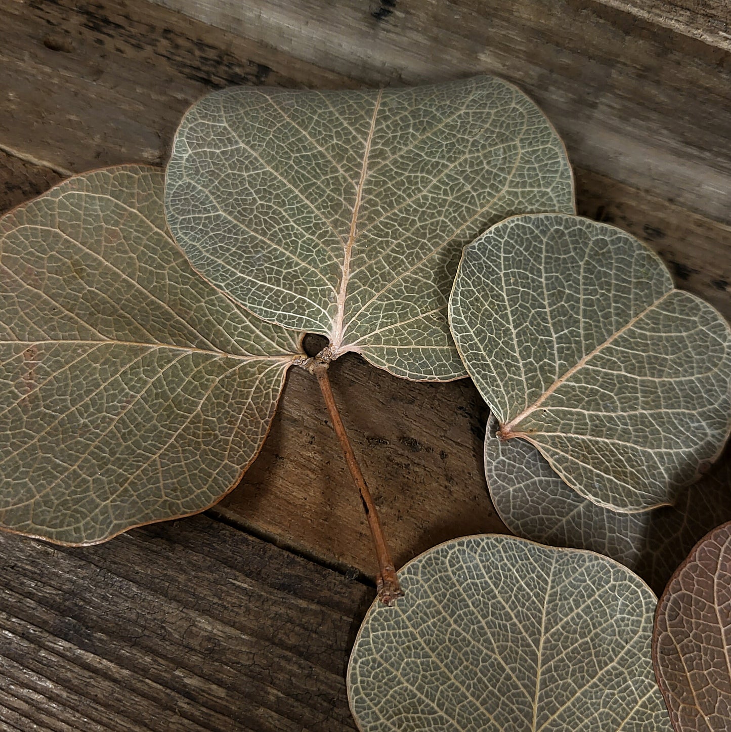 Moneta leaves