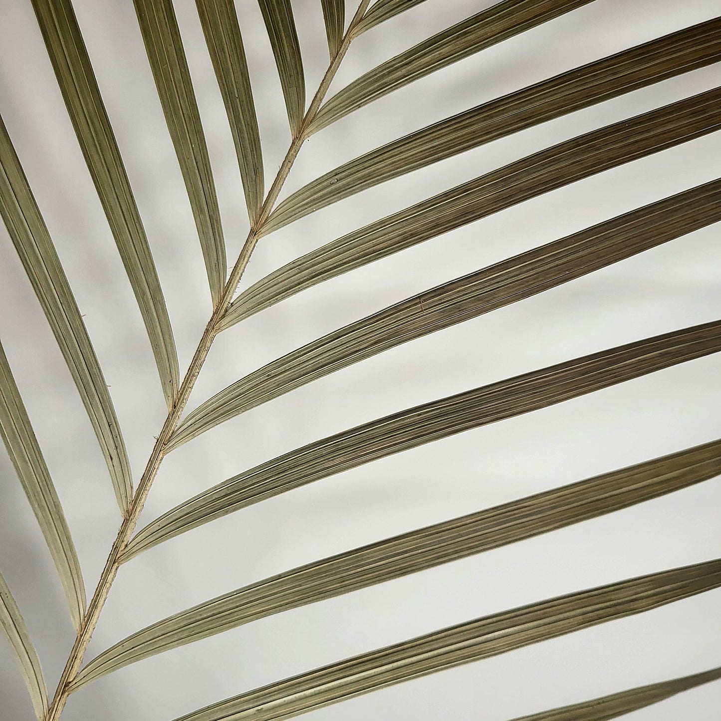 Areca palm leaves (90cm)