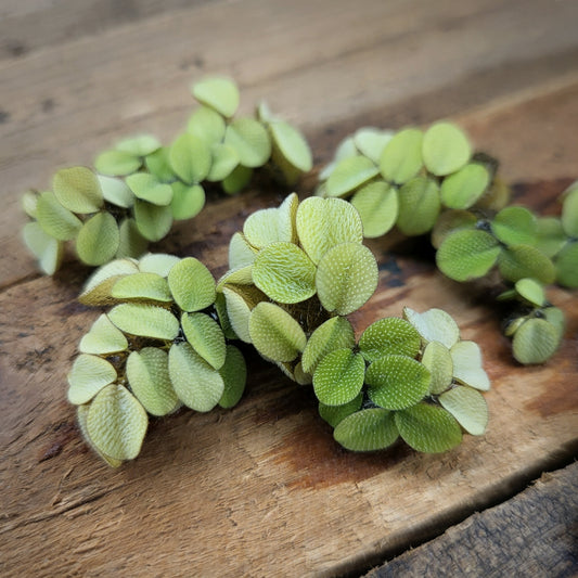 Kleiner Büschelfarn - Salvinia minima