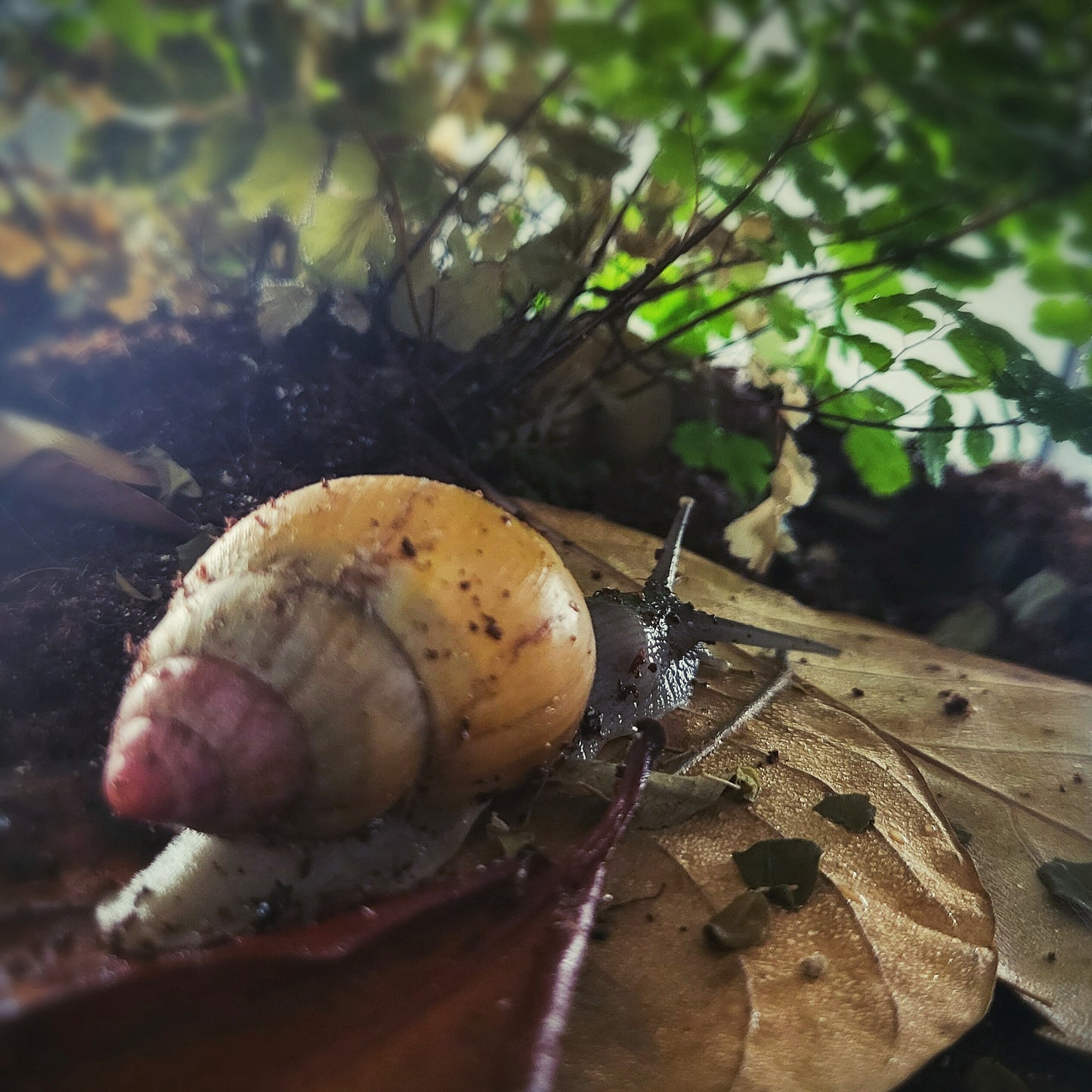 Lissachatina Zanzibarica Pink Top