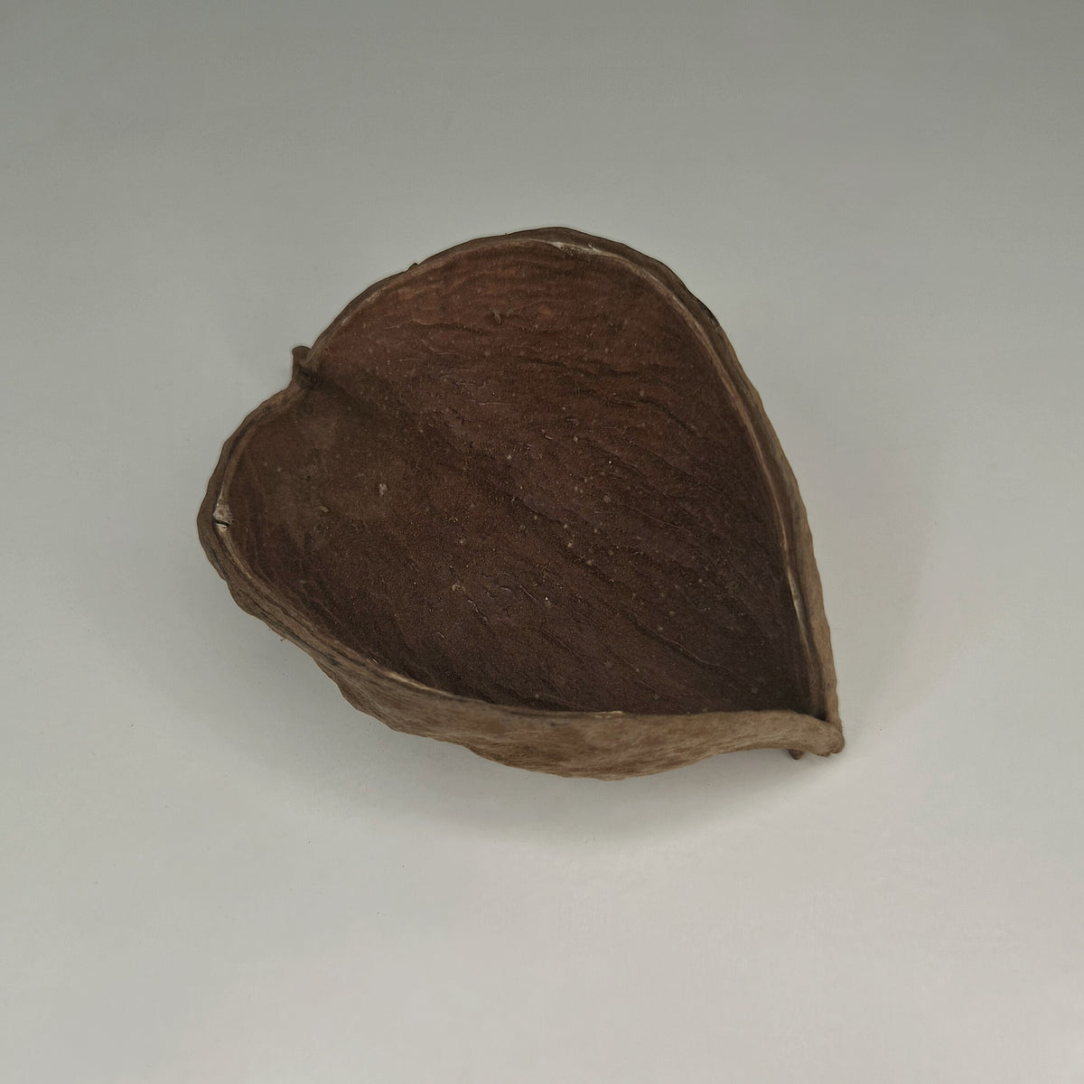 Xixa Schote