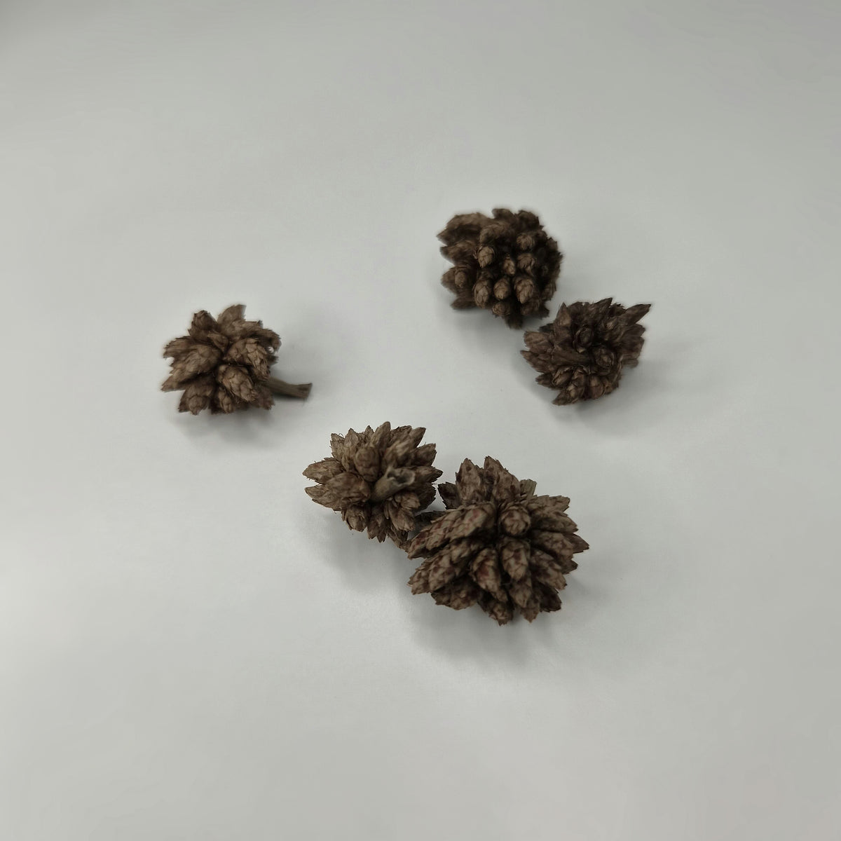 Star Flowers