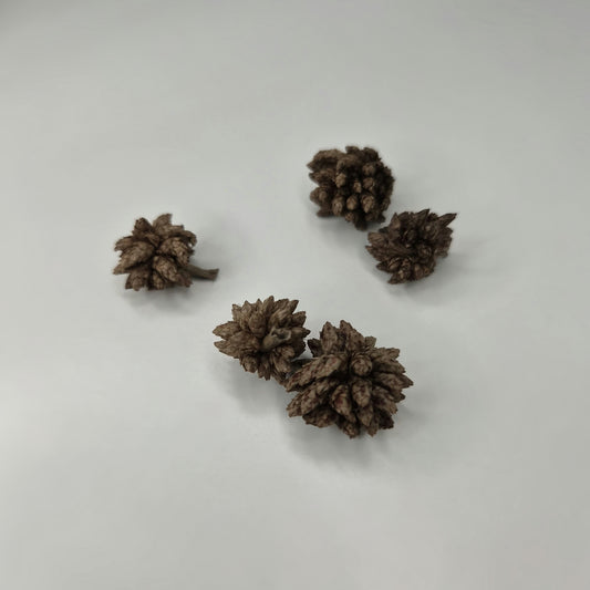 Star Flowers