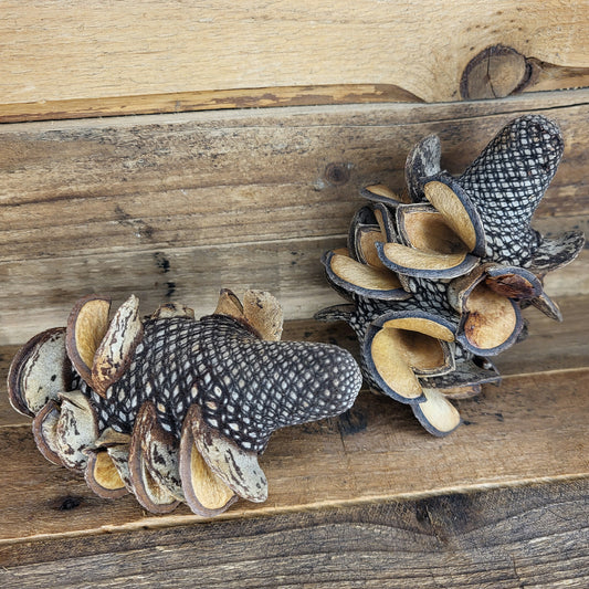 Banksia Menziesii Zapfen