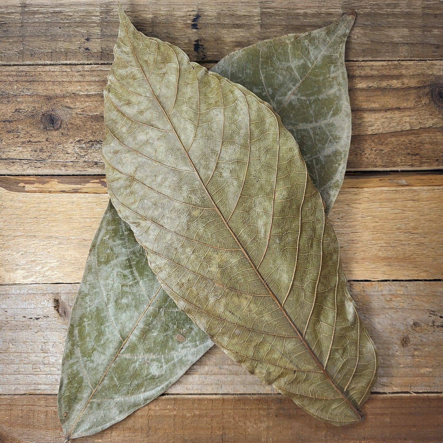 Cocoa leaves