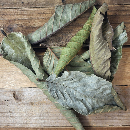 Guava leaves green