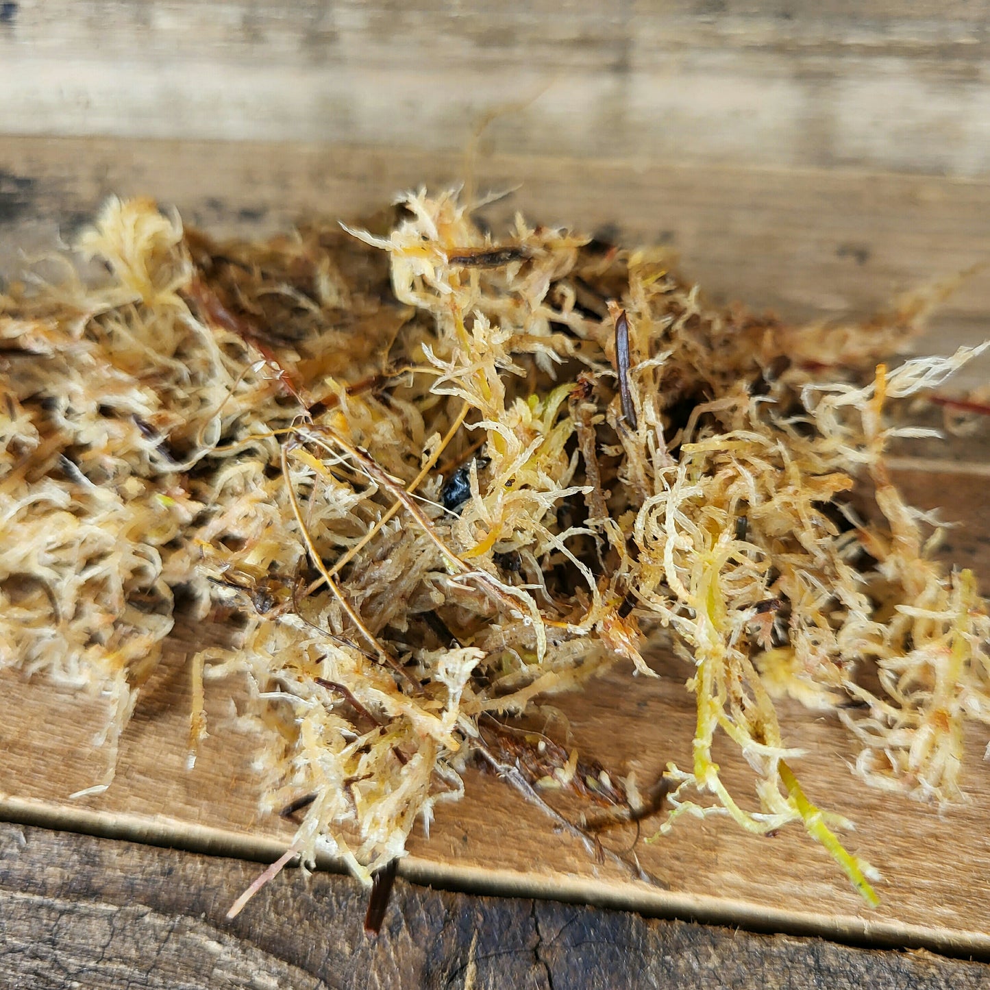 Sphagnum moss live
