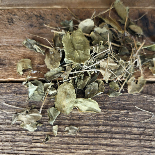 Moringa Oleifera leaves