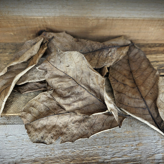 Brown walnut leaves